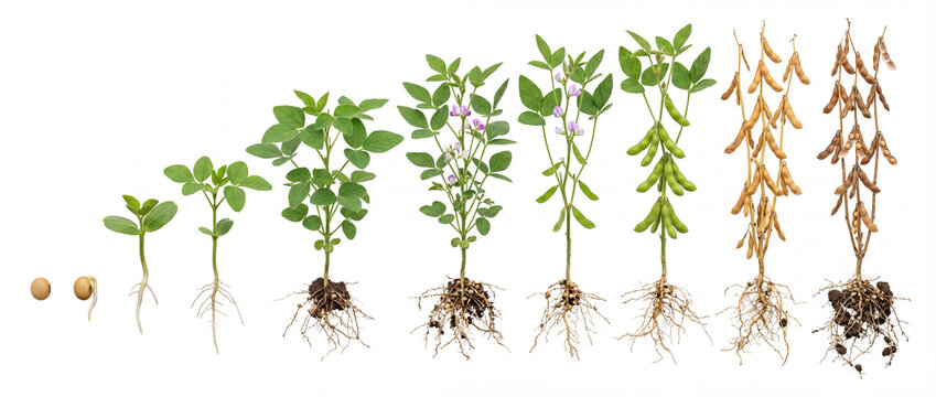 Soybean or Soya plant growth cycle Glycine max