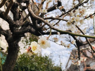 手前に咲いた梅の花に視点を合わせた日本の風景