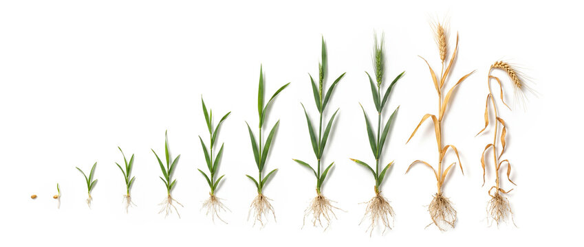 Wheat plant growth cycle Triticum aestivum