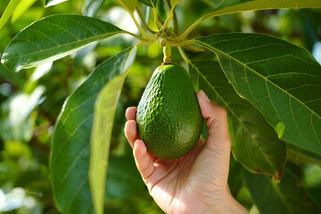 Hand holding a ripe avocado on a tree branch with green leaves