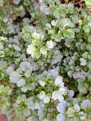 Geranium Aralia Polyscias Fruticosa Variegated Leaves Texture Background