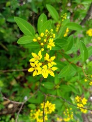Galphimia Glauca Gold Shower Flower Close Up with Yellow Petals