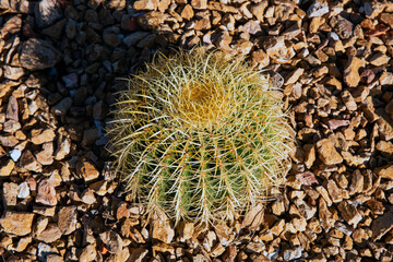 Golden barrel cactus with sharp spines nestled in a bed of gravel and rocks