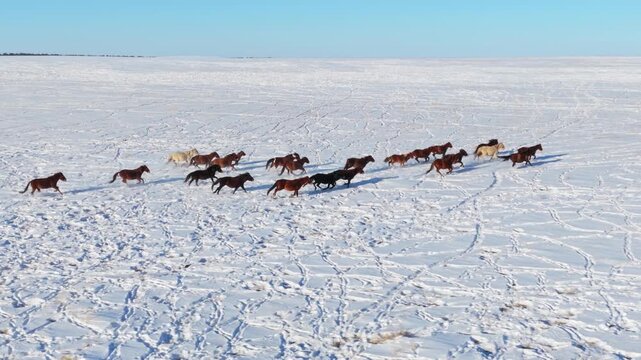 Running herd of horses on the snowfield