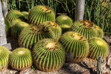 Obraz premium A cluster of golden barrel cactus (Kroenleinia grusonii) in a desert garden
