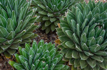 Obraz premium Close cluster of Queen Victoria agave (Agave victoriae-reginae), a succulent species from Mexico 