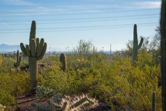 Saguaro cactus and other desert plant life near power lines in the desert near Phoenix, Arizona, USA