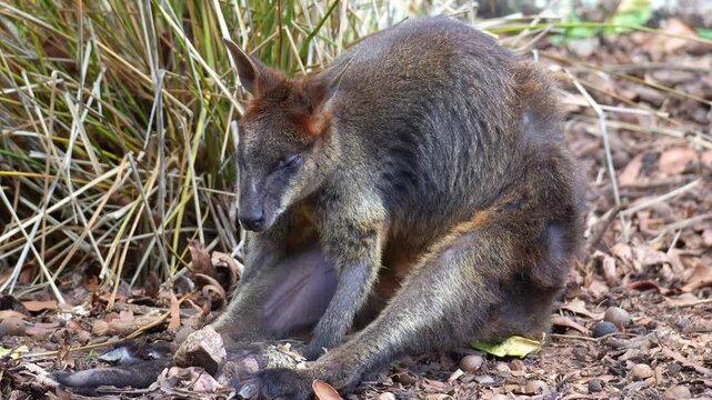 Close up shot of a Swamp wallaby (Wallabia bicolor) sits and rests in a slouched position on the ground, rotating its ear and scanning the sounds in its surroundings.