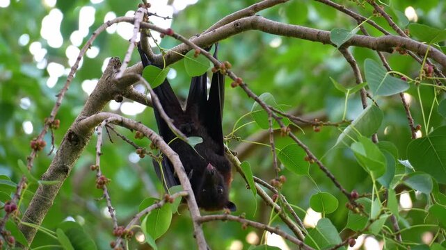 A wild black flying fox hanging upside down from a branch, spit out fibrous fruit pulp after chewing and extracting the juice, a fruit bat native to Australia, close up shot.