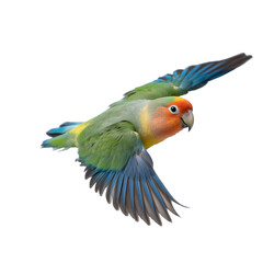 Fototapeta premium Peach-faced Lovebird Flying Side View Isolated