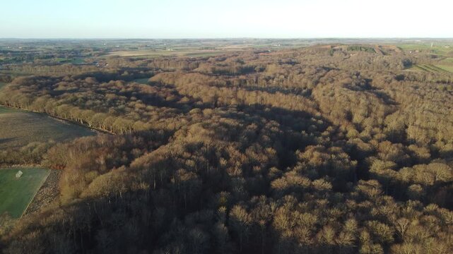 Wide aerial shot of a leafless deciduous forest in Denmark during winter, showing a calm and minimal natural landscape.