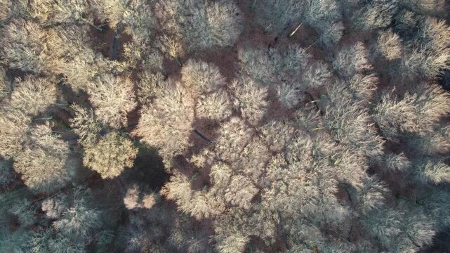 Aerial view of a Danish deciduous forest in winter, showing leafless trees, soft light, and a quiet natural environment.