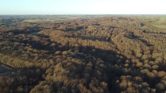 Minimal aerial view of a deciduous forest in Denmark during winter, featuring bare trees, soft light, and subdued seasonal colors.