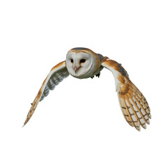 Obraz premium Barn Owl Gliding Silently Isolated