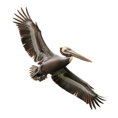 Common Kestrel Banking in Flight Isolated