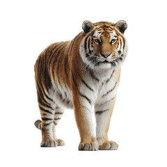 Obraz premium Bengal tiger standing full body isolated on black background