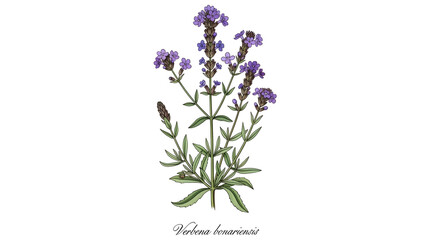 Obraz premium Beautiful purple flowers blooming on a green botanical stem