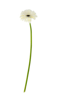 single white Gerbera flower isolated