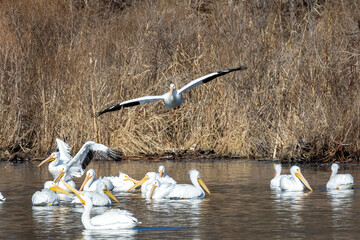 Obraz premium Large flock of Pelicans and one landing on the Mississippi River