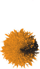 Abstract orange floral sphere with layered petals