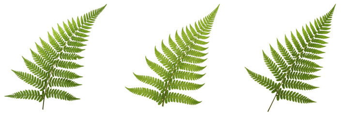 Set of green fern leaves isolated on white background, fresh tropical forest foliage for botanical...