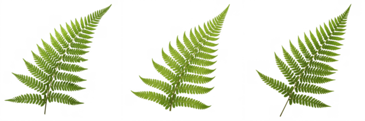 Set of green fern leaves isolated on white background, fresh tropical forest foliage for botanical and nature design.
