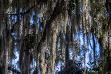 Obraz premium la chua trail, paynes prairie, gainesville, florida