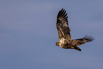 Eagle in flight