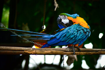 blue and yellow macaw