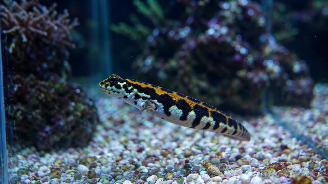 Close-up of the spotted salamander inside the aquarium Leopard gecko in the aquarium