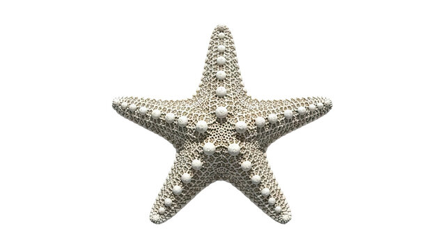 White Starfish with Textured Surface and Raised Bumps