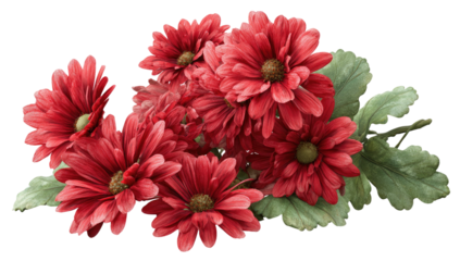 Digitally painted crimson daisies with silver-green leaves, arranged against a transparent background