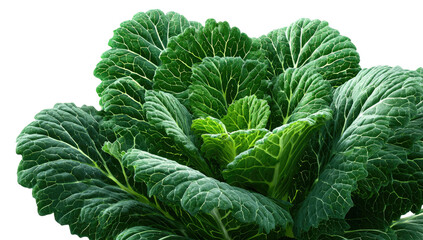Close-up of a vibrant green leafy plant, showcasing intricate vein patterns and textures