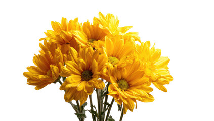 Fototapeta premium Close-up view of bright yellow chrysanthemums isolated against a stark black background