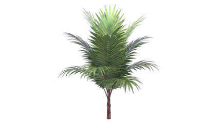 Areca Palm Tree