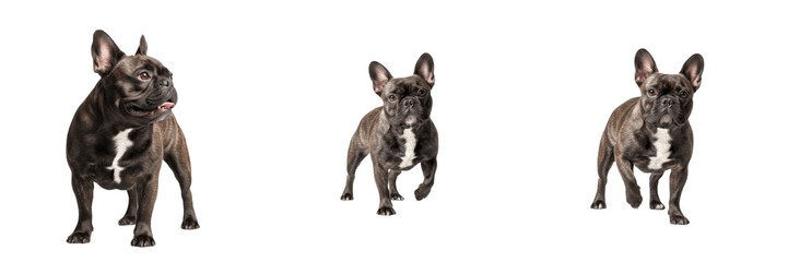 Obraz premium French Bulldog Dog Isolated on White Background, Frenchie Studio Portrait, Bouledogue Français, फेंच बुलडॉग, Small Breed Pet Cutout, Purebred Companion Dog, Brindle Frenchie, Cute Puppy Image.