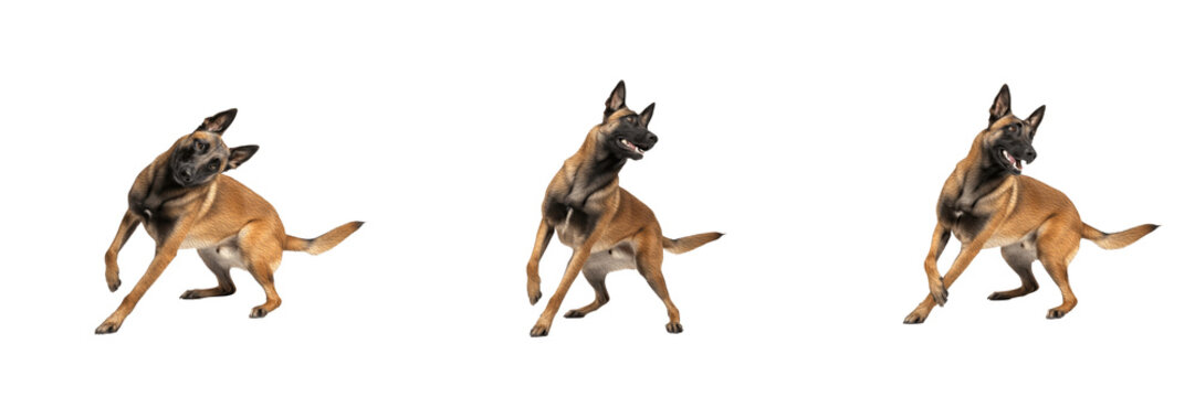 Belgian Malinois Dog Isolated on White Background, Belgian Shepherd Studio Shot, Berger Belge Malinois, बेल्जियम मालिनोइस, Purebred Guard Dog Cutout, Athletic Police Canine, Working Dog.