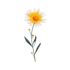Delicate daisy illustration featuring white petals, yellow center, and green stem with leaves