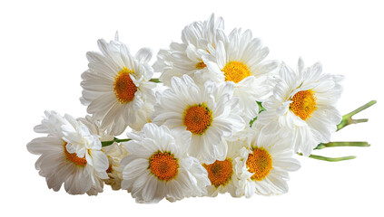 Close-up of several white daisies with yellow centers and green stems, isolated on black