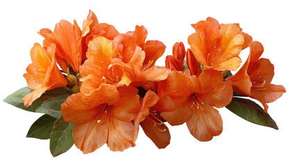 Vibrant orange blossoms with delicate petals and green foliage against a transparent background