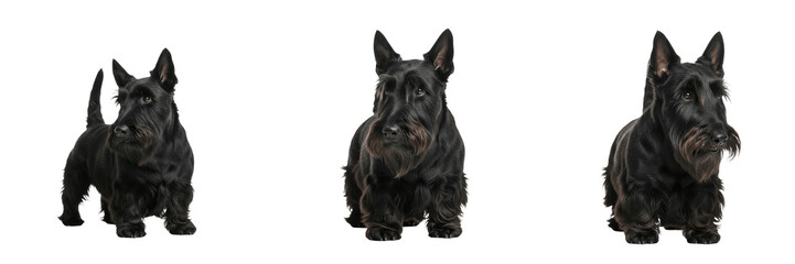 Scottish Terrier Dog Isolated on White Background, Scottie Studio Portrait, Terrier Écossais,...
