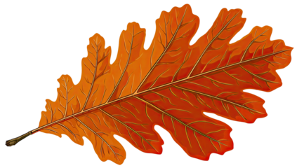 Digitally rendered oak leaf showcasing autumn hues, intricate veins, and a cutout background