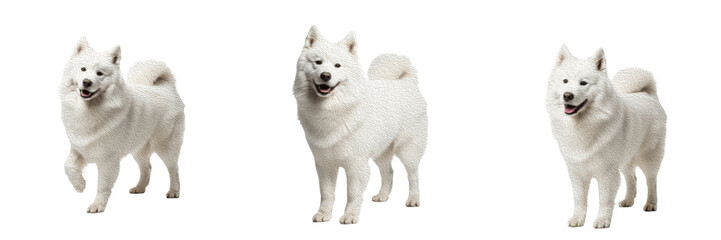 Samoyed Dog Isolated on White Background, Smiley Dog Studio Shot, Samoiedskaya Sobaka,...