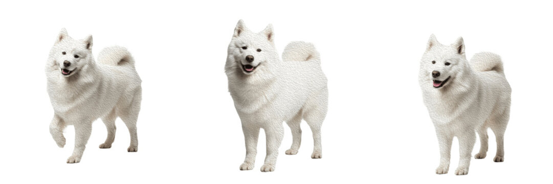 Samoyed Dog Isolated on White Background, Smiley Dog Studio Shot, Samoiedskaya Sobaka, सामोयड, White Fluffy Purebred Cutout, Arctic Sled Dog, Smiling Canine Portrait, Puppy Image.