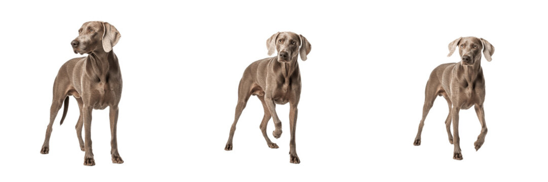 Weimaraner Dog Isolated on White Background, Silver Ghost Studio Shot, Braque de Weimar, वीमरानर, Purebred Grey Gundog Cutout, Athletic Hunting Canine, Short Haired Sleek Pet Image.