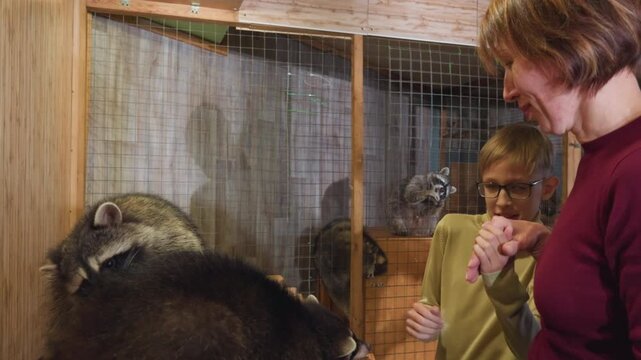boy woman feeding raccoon through cage shelter, volunteer guiding childs hand with treats, multiple raccoons visible in enclosure, excited and curious expression, tactile interaction and trust