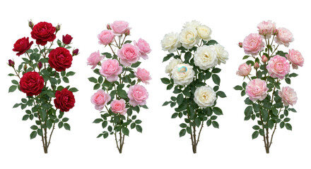 Set of 4 Rosa hybrida (Garden Rose) flowering shrubs isolated on white background, photorealistic botanical collection showing thorny stems and vibrant blooms for garden design.