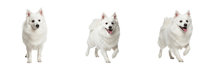 American Eskimo Dog Isolated on White Background, Eskie Studio Shot, अमेरिकन एस्किमो डॉग, White Fluffy Purebred Spitz Cutout, Small Toy Breed Portrait, Nordic Canine, Puppy Image. © BdGai