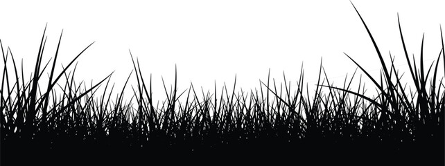 Black silhouette of tall wild grass blades and meadow weeds border isolated on white background for nature landscape design and summer outdoor spring backdrop (25 words)