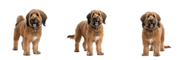Briard Dog Isolated on White Background, Berger de Brie Studio Portrait, बियार्ड,...
